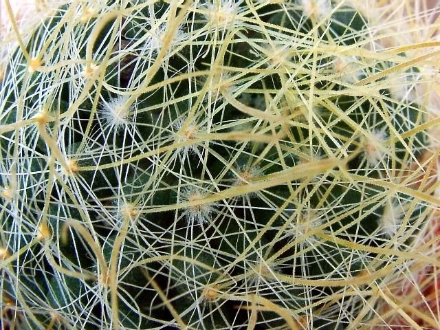 Mammillaria _crinita _ssp.crinita_ 05